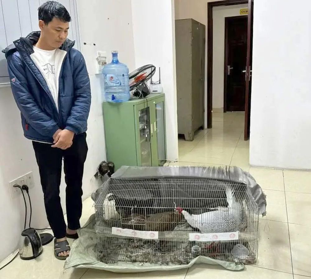 Vụ lĩnh 6 năm tù vì nuôi bán 13 con gà lôi trắng: Có tình tiết giảm nhẹ trách nhiệm hình sự ?- Ảnh 2. Vụ lĩnh 6 năm tù vì nuôi bán 13 con gà lôi trắng: Có tình tiết giảm nhẹ trách nhiệm hình sự ?- Ảnh 2.