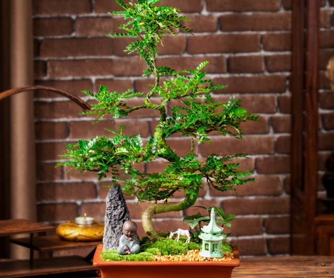 3 loại cây cảnh được người giàu thích trồng hơn cả hoa: Vừa sang trọng, đẹp nhà, vừa tốt cho sức khỏe- Ảnh 1.