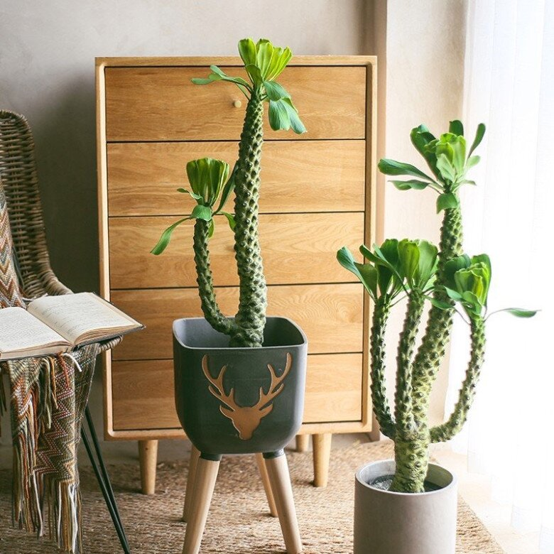 3 loại cây cảnh được người giàu thích trồng hơn cả hoa: Vừa sang trọng, đẹp nhà, vừa tốt cho sức khỏe- Ảnh 2.