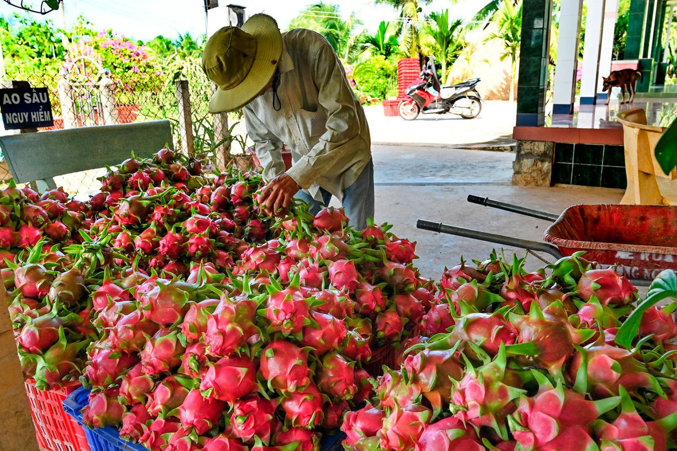 Nghịch lý tiêu chuẩn kép nông sản Việt - kỳ 1: Lo chuẩn ngoại, quên chuẩn nội?- Ảnh 2.