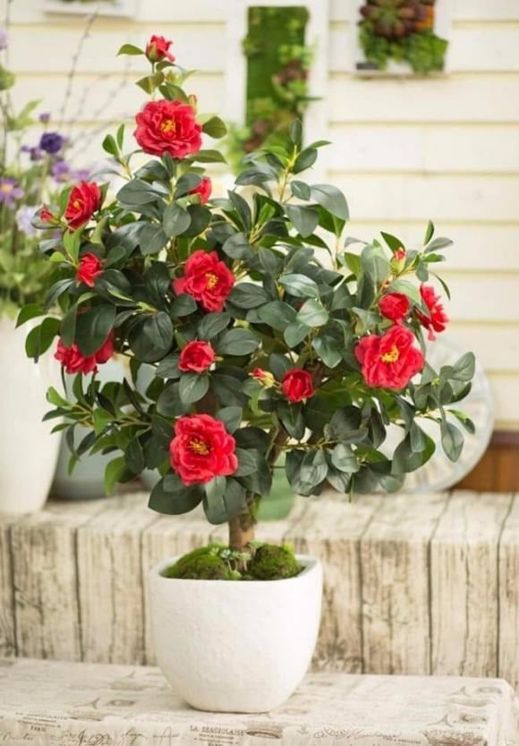 5 loại cây cảnh vừa dễ chăm vừa tượng trưng cho sự sung túc, giới nhà giàu mê mẩn- Ảnh 1.