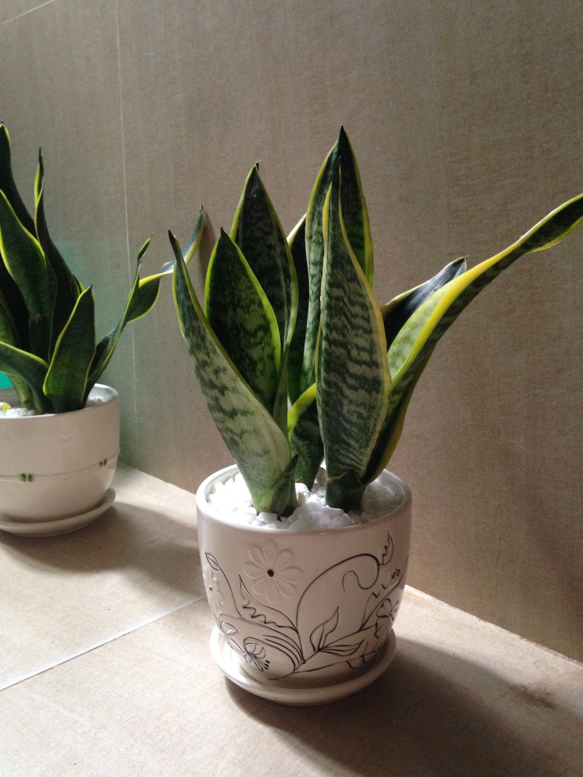 Ông bà dặn con cháu: Trong nhà có 9 cây như vòi rồng phun lộc, may mắn tiền tài tràn về không kịp hốt- Ảnh 5.