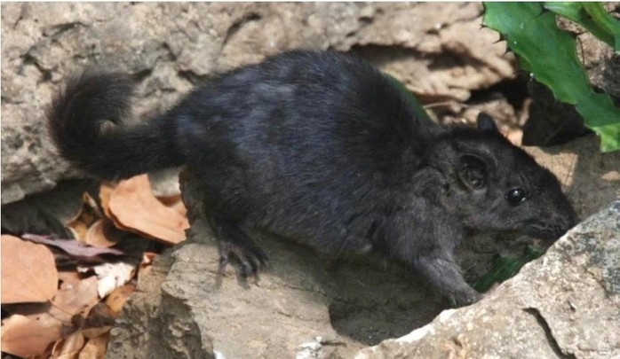 5 loài động vật tưởng đã tuyệt chủng bất ngờ xuất hiện trở lại ở Việt Nam: có loài đã biến mất 11 triệu năm- Ảnh 1.