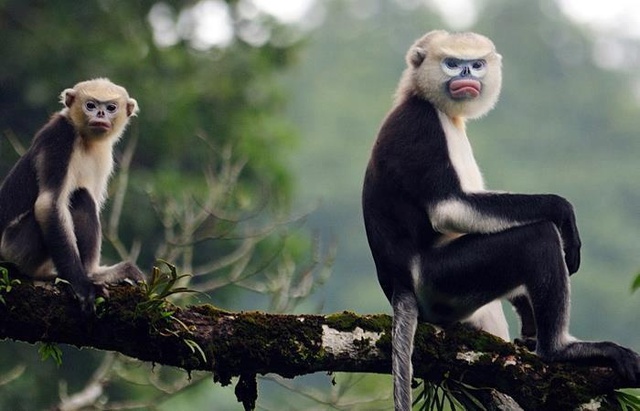 5 loài động vật tưởng đã tuyệt chủng bất ngờ xuất hiện trở lại ở Việt Nam: có loài đã biến mất 11 triệu năm- Ảnh 2.