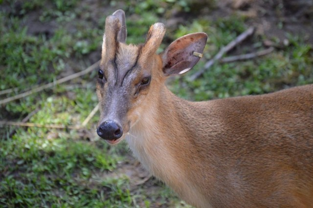 5 loài động vật tưởng đã tuyệt chủng bất ngờ xuất hiện trở lại ở Việt Nam: có loài đã biến mất 11 triệu năm- Ảnh 3.