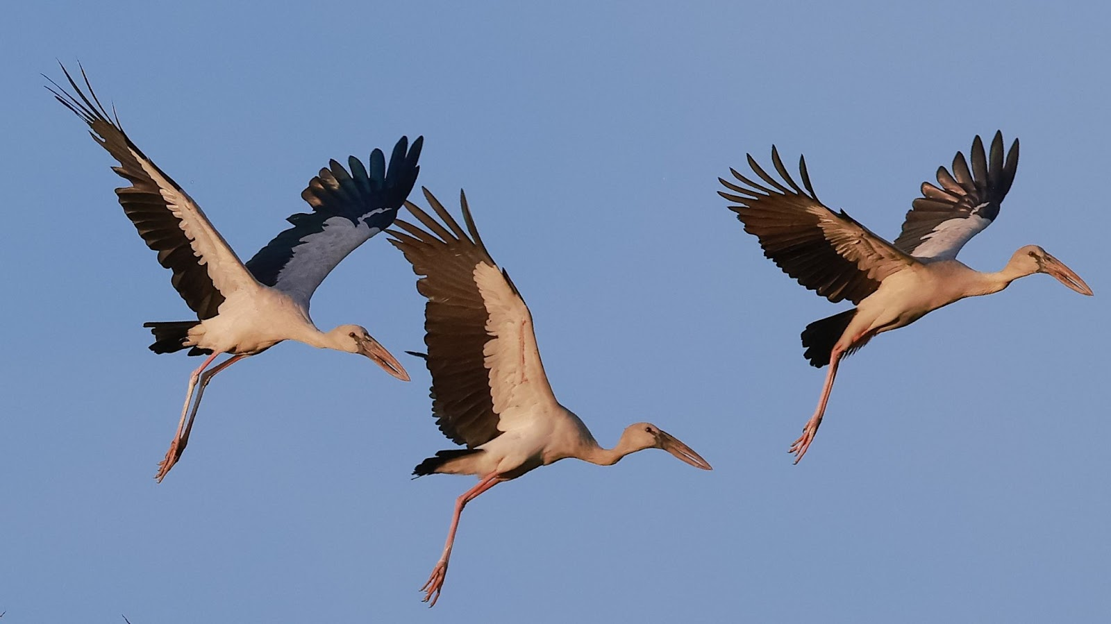 5 loài động vật tưởng đã tuyệt chủng bất ngờ xuất hiện trở lại ở Việt Nam: có loài đã biến mất 11 triệu năm- Ảnh 4.