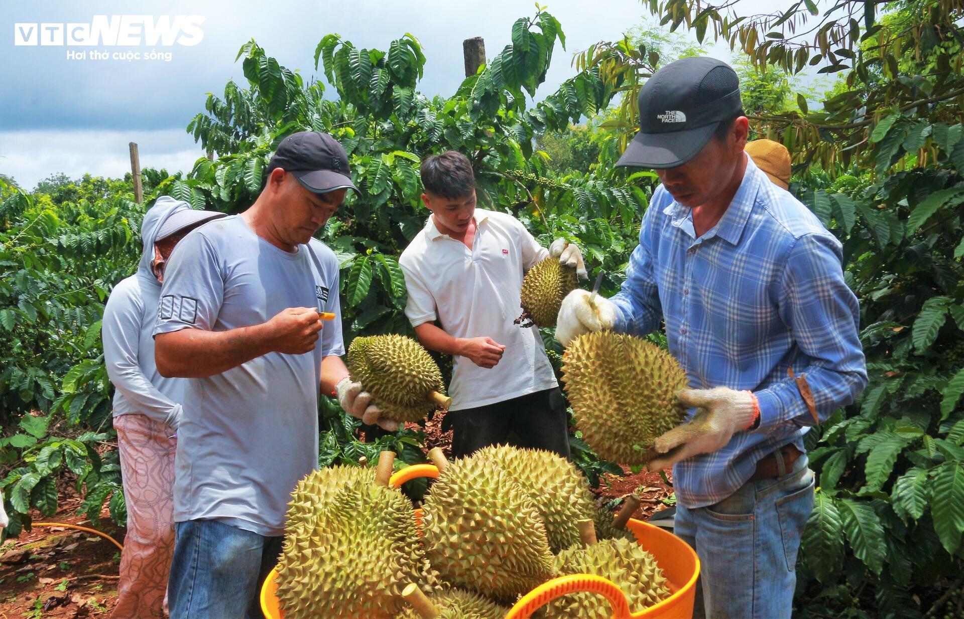 Sầu riêng sượng nước, nông dân Đắk Lắk bất lực nhìn giá rớt thảm- Ảnh 2.