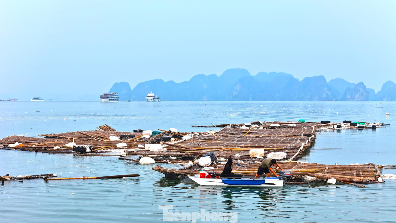 Chuyện gì đang xảy ra với hàu Quảng Ninh?- Ảnh 3.