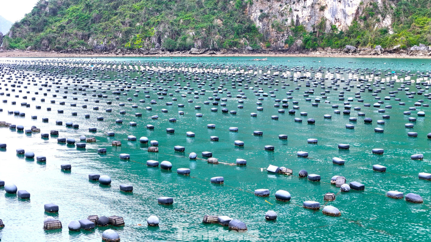 Chuyện gì đang xảy ra với hàu Quảng Ninh?- Ảnh 7.