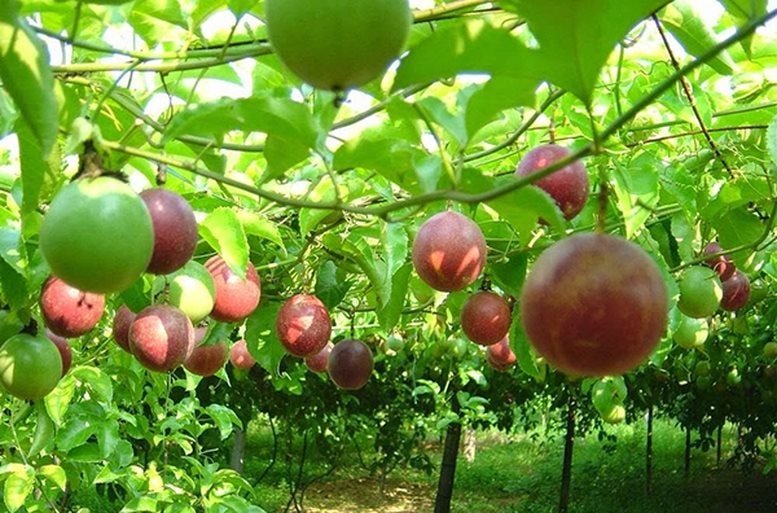 Trung Quốc ồ ạt thu mua một "sản vật" triệu USD của Việt Nam: Nước ta là nhà xuất khẩu top 10 thế giới- Ảnh 2.
