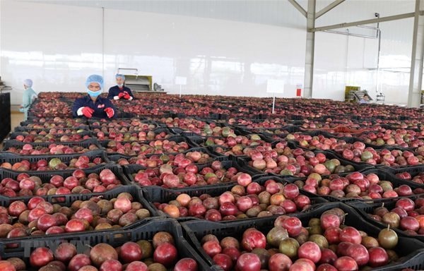 Trung Quốc ồ ạt thu mua một "sản vật" triệu USD của Việt Nam: Nước ta là nhà xuất khẩu top 10 thế giới- Ảnh 1.