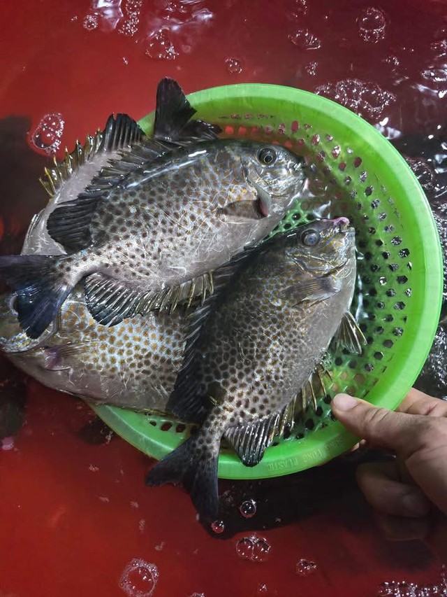 Loại cá được mệnh danh là "cá thuốc Bắc" vì bổ máu, rẻ hơn cá thu, ít tanh, cực phổ biến ở Quảng Ninh- Ảnh 4.