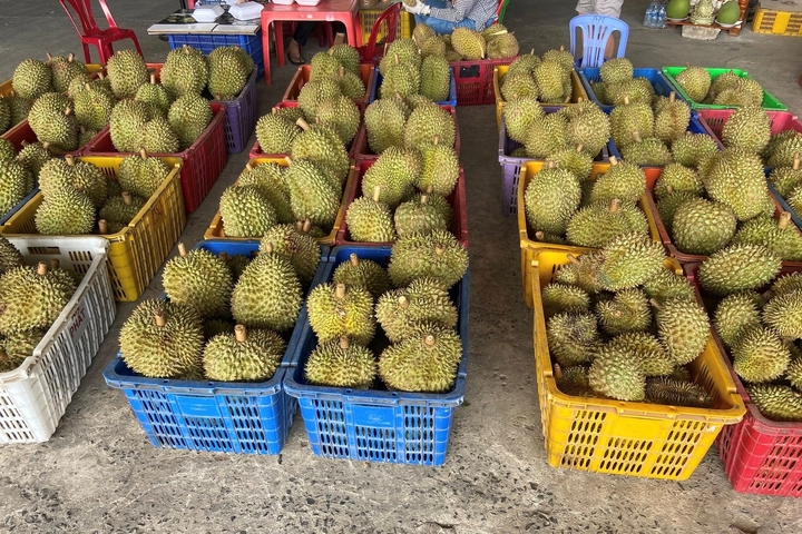 Sầu riêng rẻ chưa từng có được bán la liệt: Bài học tăng trưởng 'nóng'- Ảnh 2. Sầu riêng rẻ chưa từng có được bán la liệt: Bài học tăng trưởng 'nóng'- Ảnh 2.