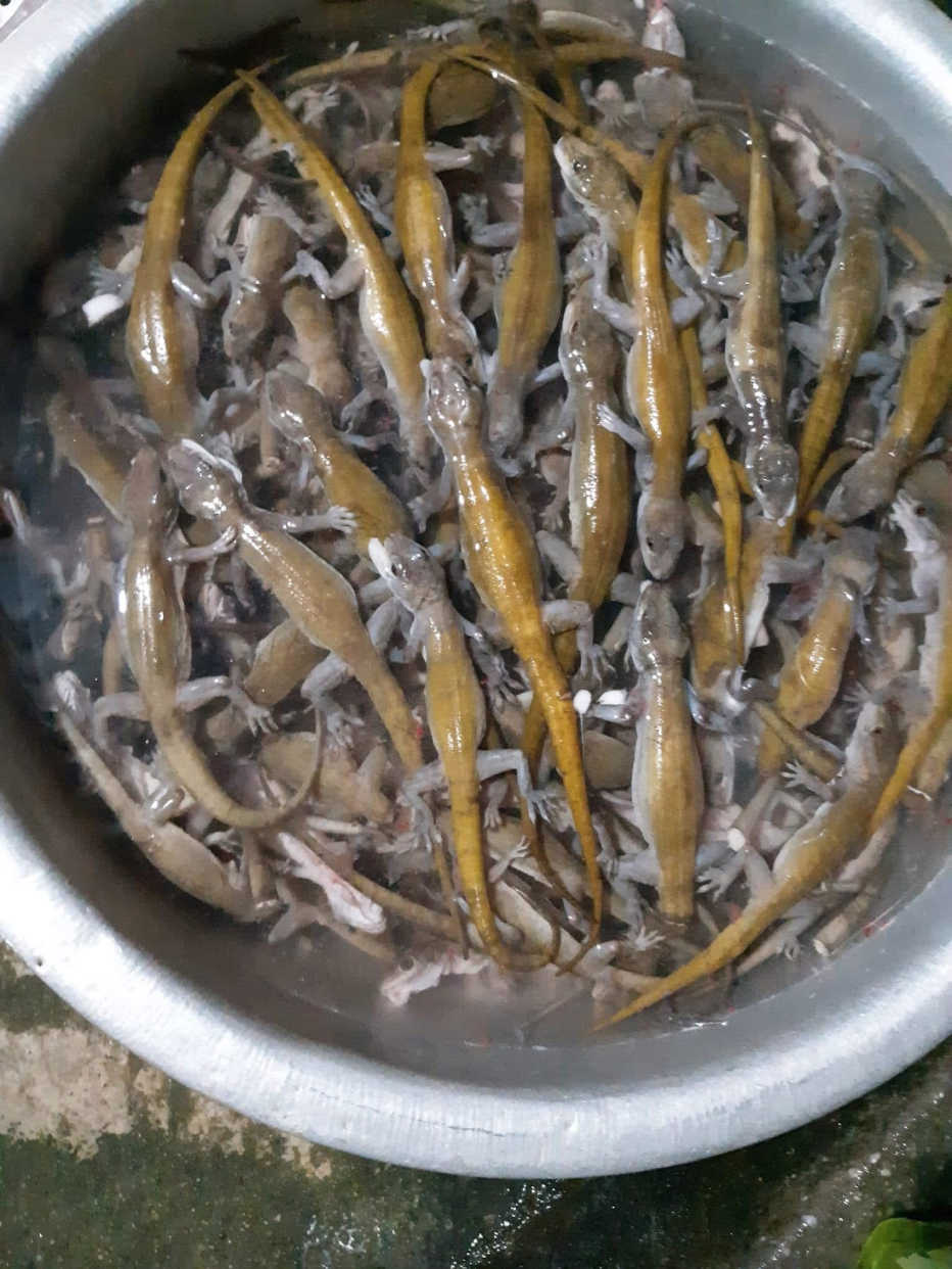 Lên núi Bà Đen săn "quái vật" siêu đặc sản: Cực hiếm, dân tình đồn ăn một lần là nhớ cả đời- Ảnh 1.