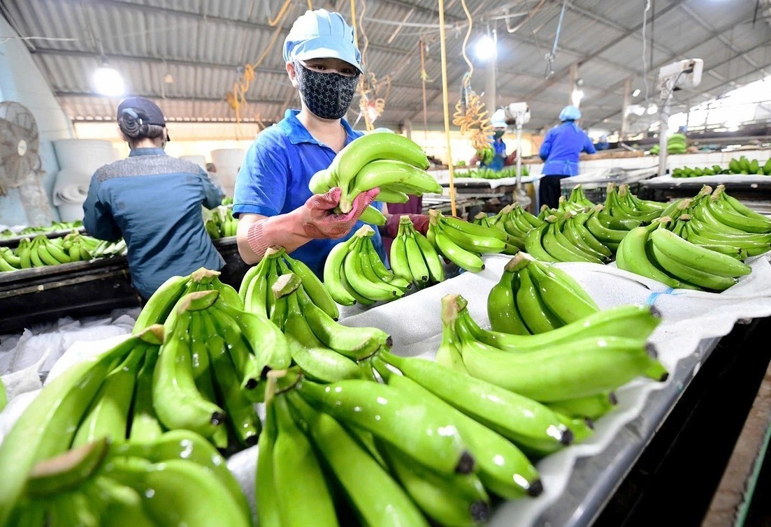 Đập tan định kiến "nhảy đâu sập đó", bầu Đức thắng lớn khi chuối Việt Nam bứt phá chiếm gần 50% thị phần Trung Quốc, xuất khẩu tăng 55%- Ảnh 1. Đập tan định kiến "nhảy đâu sập đó", bầu Đức thắng lớn khi chuối Việt Nam bứt phá chiếm gần 50% thị phần Trung Quốc, xuất khẩu tăng 55%- Ảnh 1.