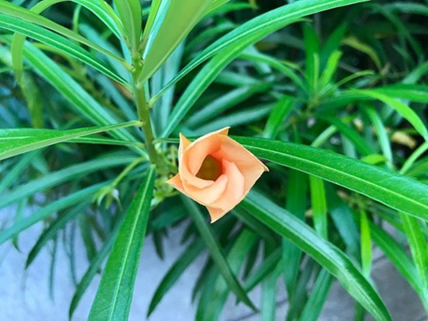 5 loại cây cảnh vừa đẹp vừa sang nhưng trồng trong phòng thì "tan hoang cửa nhà"- Ảnh 3.