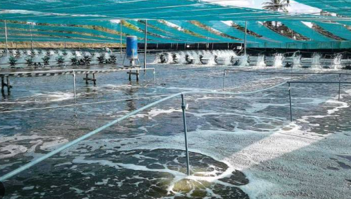 'Mỏ vàng’ dưới nước đưa Việt Nam thành ông lớn thứ 2 thế giới: Mỹ, Nhật Bản, Trung Quốc đều săn đón, nước ta sở hữu công nghệ chế biến hiện đại đứng top toàn cầu- Ảnh 1. 'Mỏ vàng’ dưới nước đưa Việt Nam thành ông lớn thứ 2 thế giới: Mỹ, Nhật Bản, Trung Quốc đều săn đón, nước ta sở hữu công nghệ chế biến hiện đại đứng top toàn cầu- Ảnh 1.