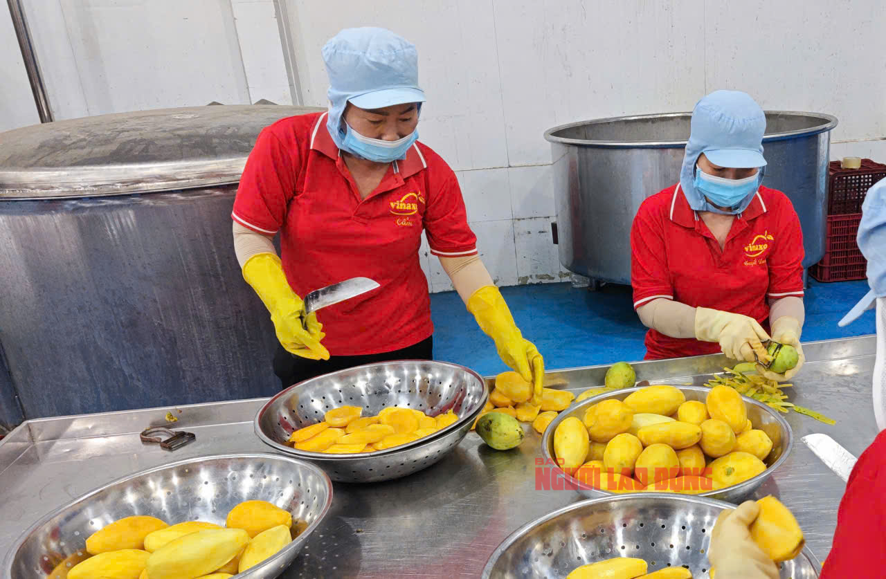 Bất ngờ về lượng xoài Trung Quốc về chợ TP HCM- Ảnh 3. Bất ngờ về lượng xoài Trung Quốc về chợ TP HCM- Ảnh 3.