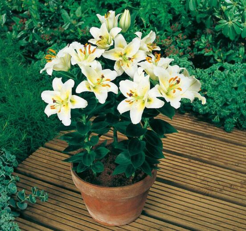 5 loại cây cảnh vừa đẹp vừa sang nhưng trồng trong phòng thì "tan hoang cửa nhà"- Ảnh 1.