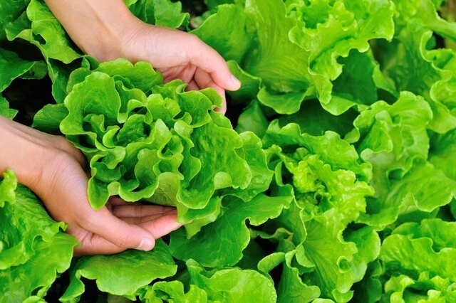 3 loại rau mùa hè không lo thuốc trừ sâu lại giàu dinh dưỡng- Ảnh 2. 3 loại rau mùa hè không lo thuốc trừ sâu lại giàu dinh dưỡng- Ảnh 2.