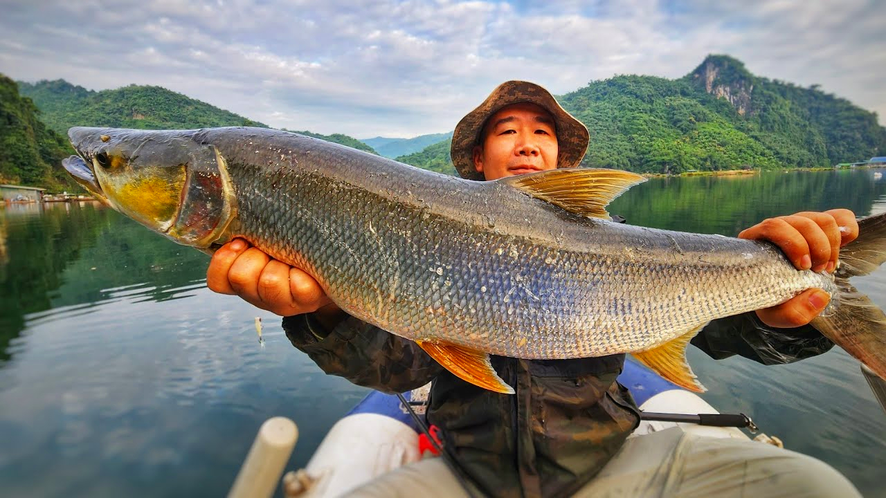 "Cọp nước" sông Đà: Hung dữ không loài cá nước ngọt nào sánh nổi; càng nặng càng đắt giá- Ảnh 1.