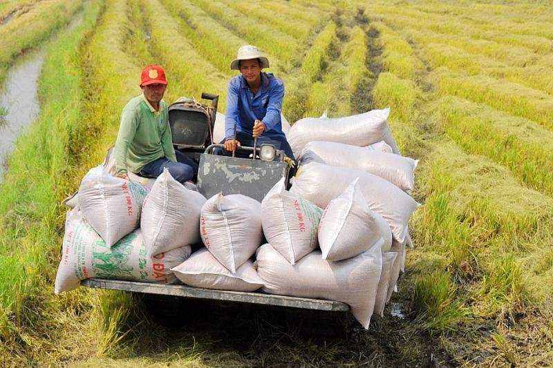 Thủ tướng chỉ đạo ‘thần tốc’ xuất khẩu để giữ vị thế gạo Việt- Ảnh 2.
