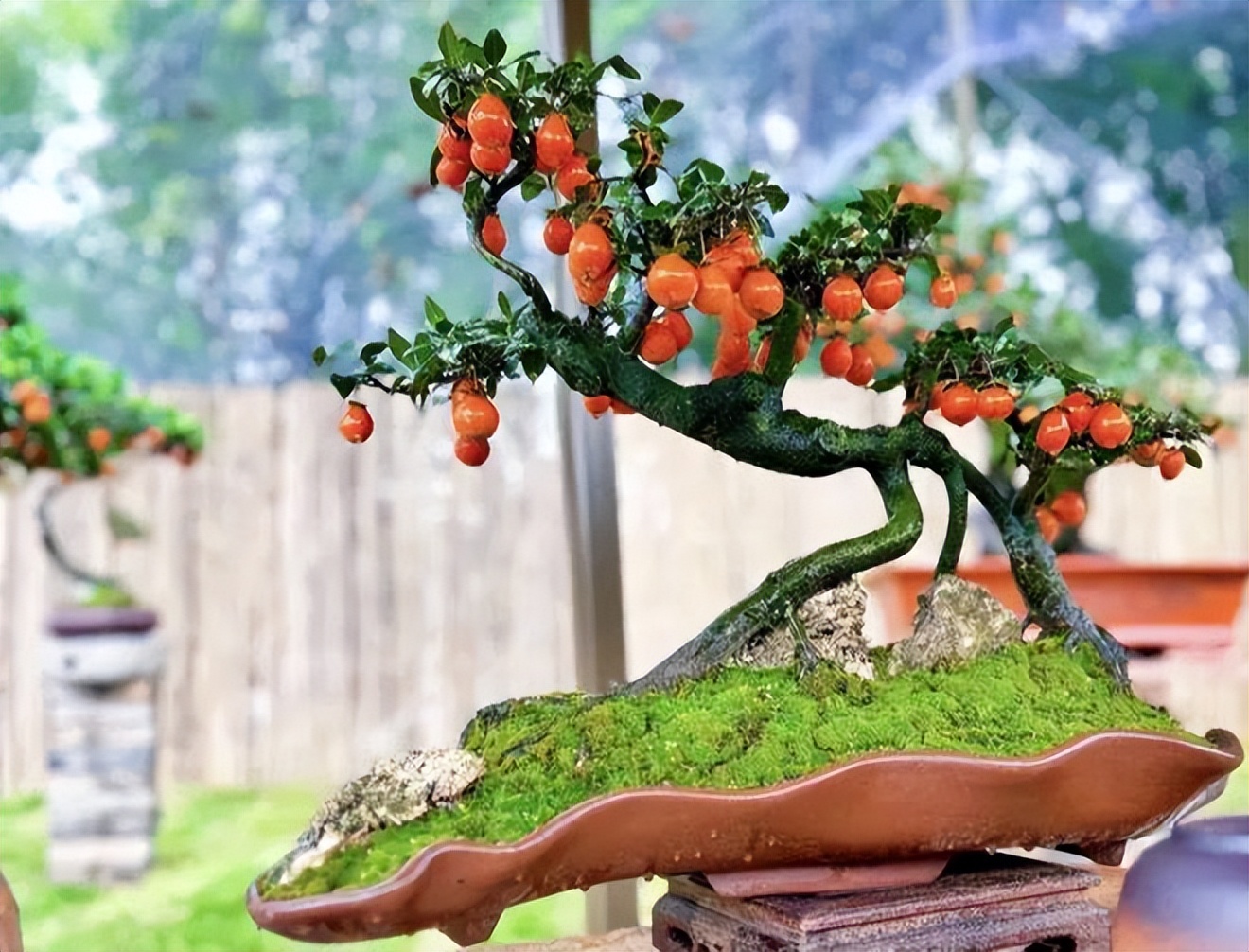 5 loại cây bonsai sinh lời cao: Vừa làm cảnh vừa ăn được, càng trồng càng thu hút tài lộc- Ảnh 3.
