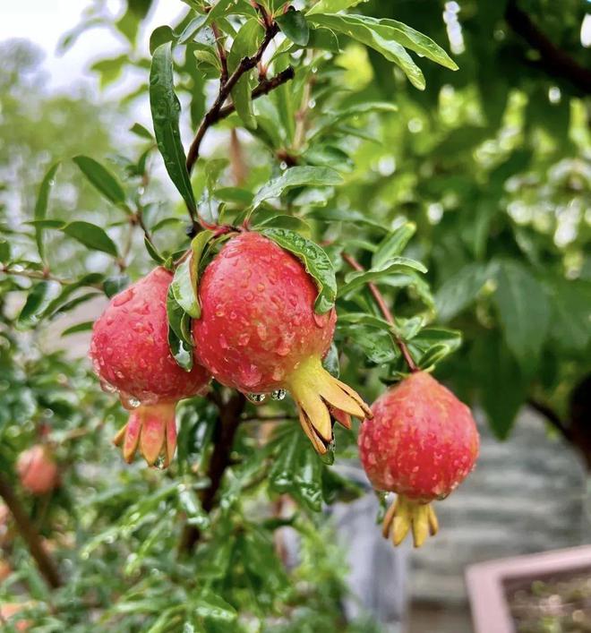 5 loại cây bonsai sinh lời cao: Vừa làm cảnh vừa ăn được, càng trồng càng thu hút tài lộc- Ảnh 2.