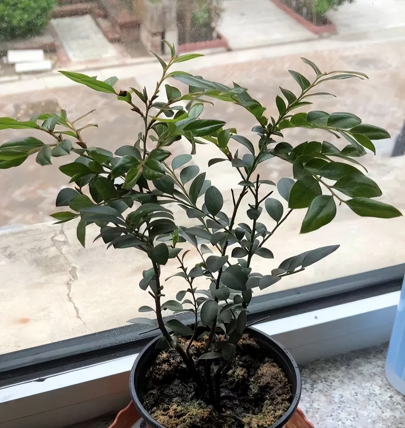 5 loại cây bonsai sinh lời cao: Vừa làm cảnh vừa ăn được, càng trồng càng thu hút tài lộc- Ảnh 4.