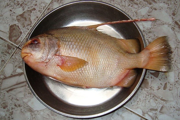 4 loại cá khó nuôi nhân tạo, thịt bổ không tanh, nhà giàu săn lùng từng con- Ảnh 2. 4 loại cá khó nuôi nhân tạo, thịt bổ không tanh, nhà giàu săn lùng từng con- Ảnh 2.