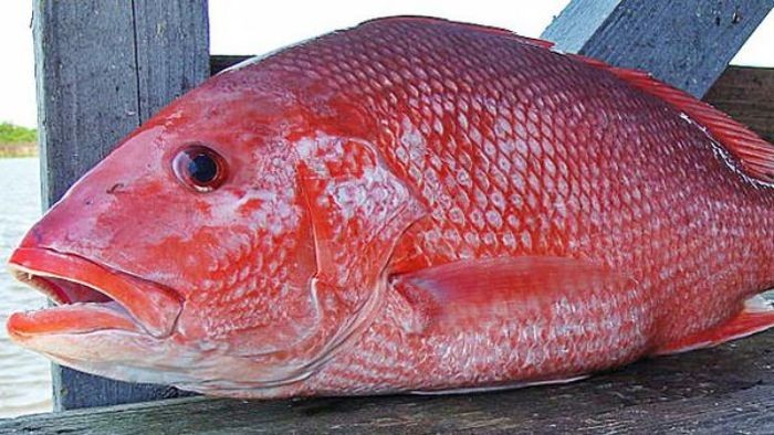 Liên tiếp bệnh nhân cấp cứu sau khi ăn cá: Bác sĩ Bạch Mai cảnh báo mối nguy hiểm "ẩn mình"- Ảnh 2.