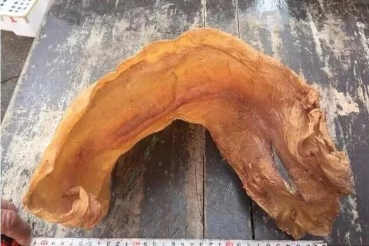 Loài cá Việt Nam "giá tiền tỷ", trong bụng chứa báu vật khiến giới nhà giàu săn lùng khắp châu Á- Ảnh 2.