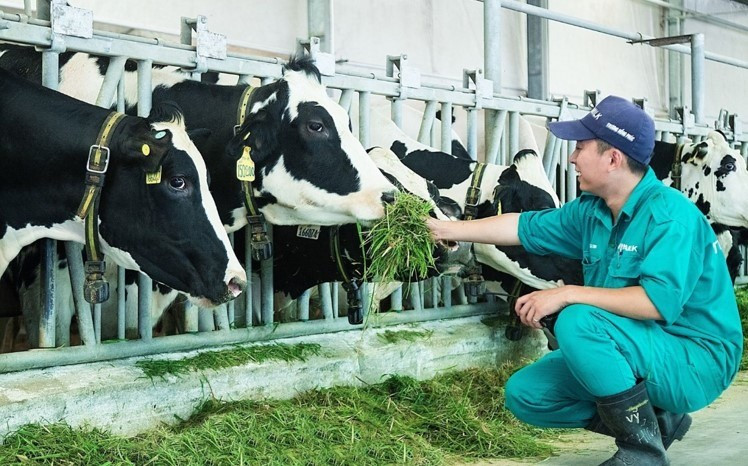 Lý do nhiều vùng chăn nuôi bò sữa trên bờ vực phá sản- Ảnh 2. Lý do nhiều vùng chăn nuôi bò sữa trên bờ vực phá sản- Ảnh 2.