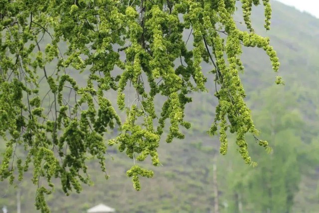 Ông bà bảo: 4 cây quý như vàng ròng, trồng trong nhà phúc khí kéo dài trăm năm, con cháu đời đời hưởng phúc- Ảnh 1.