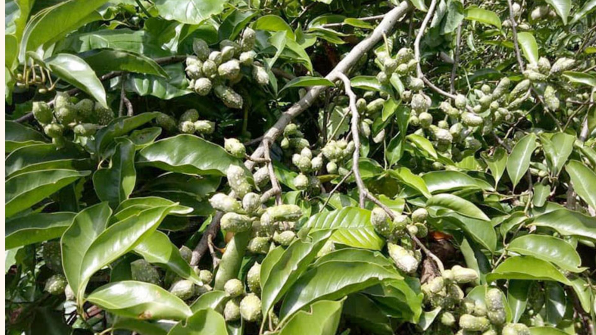 “Vàng đen” Tây Bắc từng đứng trước nguy cơ biến mất, hiện nay ra sao?- Ảnh 1.