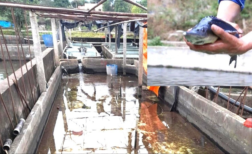 Cá tầm Trung Quốc ồ ạt vào Việt Nam, người nuôi trong nước lao đao- Ảnh 1. Cá tầm Trung Quốc ồ ạt vào Việt Nam, người nuôi trong nước lao đao- Ảnh 1.