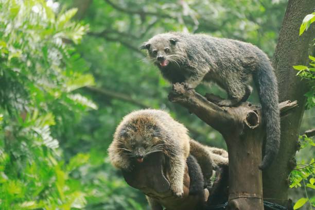 Loài động vật quý hiếm có mùi bắp rang bơ của Việt Nam: Chỉ còn lại khoảng 10 cá thể trên 100 km²- Ảnh 5.