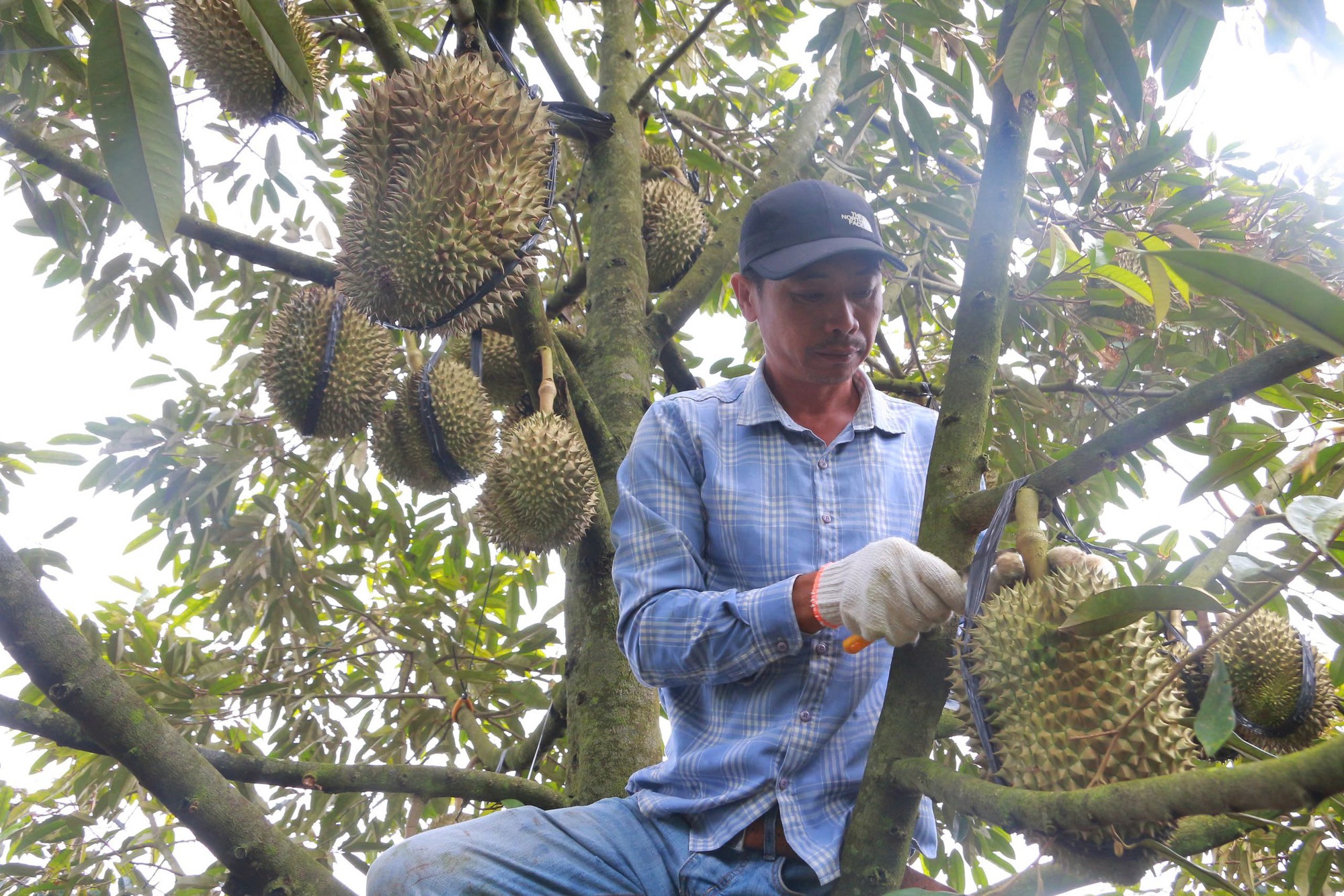 Phập phồng mùa thu hoạch sầu riêng- Ảnh 1.