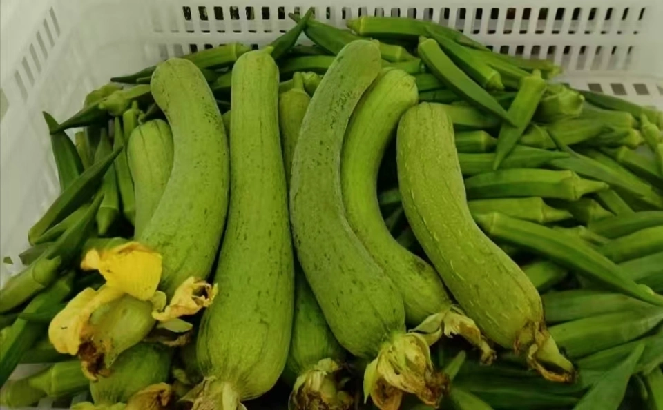 6 loại rau mùa thu không cần phun thuốc trừ sâu, vừa ngon vừa an toàn cho sức khỏe- Ảnh 3. 6 loại rau mùa thu không cần phun thuốc trừ sâu, vừa ngon vừa an toàn cho sức khỏe- Ảnh 3.