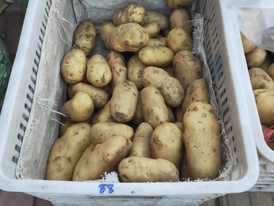 6 loại rau mùa thu không cần phun thuốc trừ sâu, vừa ngon vừa an toàn cho sức khỏe- Ảnh 4. 6 loại rau mùa thu không cần phun thuốc trừ sâu, vừa ngon vừa an toàn cho sức khỏe- Ảnh 4.