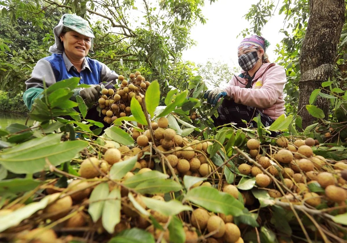 Trung Quốc ồ ạt thu mua một loại quả “vương giả chi quả” mà Việt Nam dự kiến có sản lượng hơn 50.000 tấn- Ảnh 4.