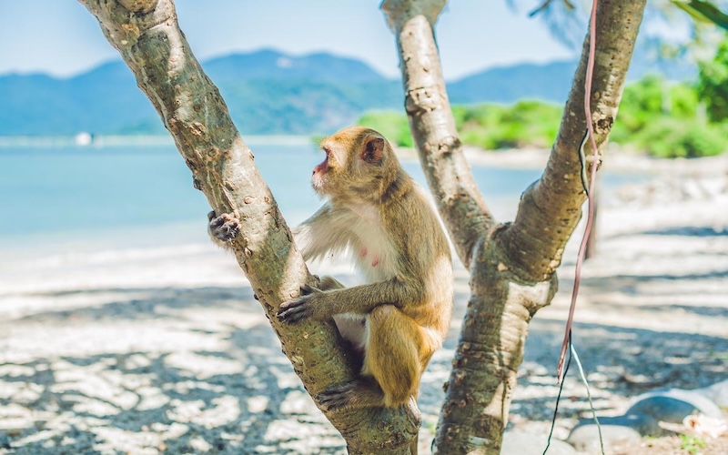 Không phải Cô Tô hay Phú Quốc, đây mới là “đảo ngọc” gây sốt, lọt top điểm đến được tìm kiếm nhiều nhất đầu 2025: Hút hơn 3 triệu lượt khách- Ảnh 5. Không phải Cô Tô hay Phú Quốc, đây mới là “đảo ngọc” gây sốt, lọt top điểm đến được tìm kiếm nhiều nhất đầu 2025: Hút hơn 3 triệu lượt khách- Ảnh 5.