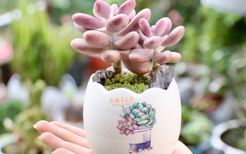 Người mệnh Hỏa hợp trồng cây cảnh gì?- Ảnh 5. Người mệnh Hỏa hợp trồng cây cảnh gì?- Ảnh 5.