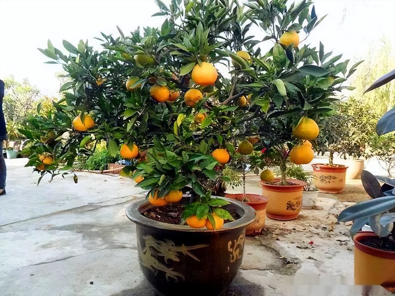 Ông bà xưa nói: Trồng được 1 trong 6 loại cây này trước nhà, tài lộc ắt sẽ ùn ùn kéo đến- Ảnh 3. Ông bà xưa nói: Trồng được 1 trong 6 loại cây này trước nhà, tài lộc ắt sẽ ùn ùn kéo đến- Ảnh 3.
