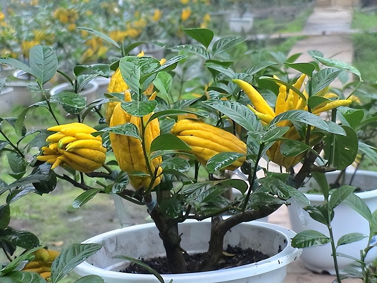 Ông bà xưa nói: Trồng được 1 trong 6 loại cây này trước nhà, tài lộc ắt sẽ ùn ùn kéo đến- Ảnh 2. Ông bà xưa nói: Trồng được 1 trong 6 loại cây này trước nhà, tài lộc ắt sẽ ùn ùn kéo đến- Ảnh 2.