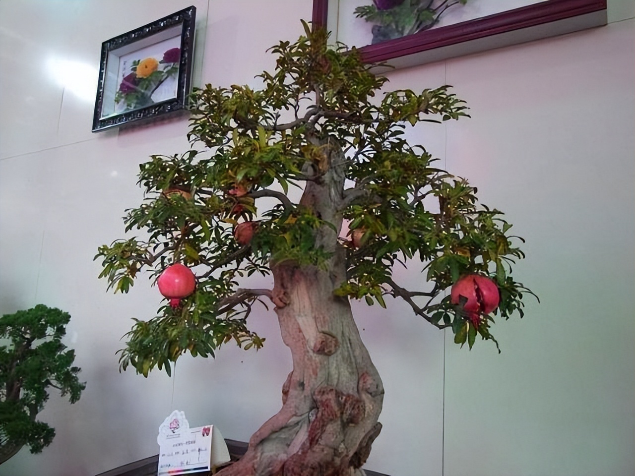 Ông bà xưa nói: Trồng được 1 trong 6 loại cây này trước nhà, tài lộc ắt sẽ ùn ùn kéo đến- Ảnh 4. Ông bà xưa nói: Trồng được 1 trong 6 loại cây này trước nhà, tài lộc ắt sẽ ùn ùn kéo đến- Ảnh 4.