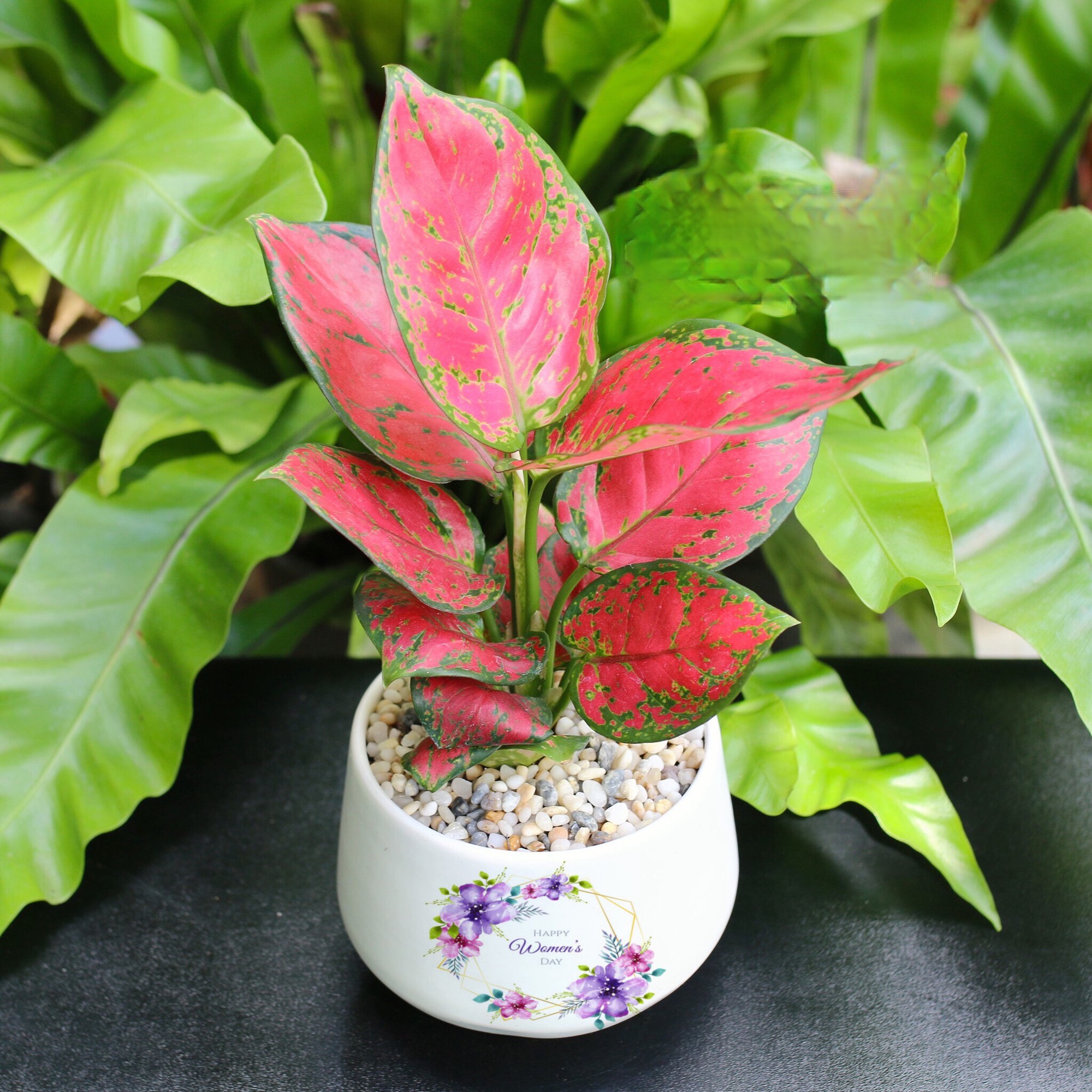 Người mệnh Hỏa hợp trồng cây cảnh gì?- Ảnh 4. Người mệnh Hỏa hợp trồng cây cảnh gì?- Ảnh 4.