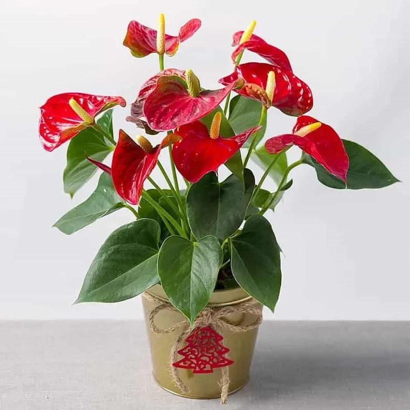 Người mệnh Hỏa hợp trồng cây cảnh gì?- Ảnh 3. Người mệnh Hỏa hợp trồng cây cảnh gì?- Ảnh 3.
