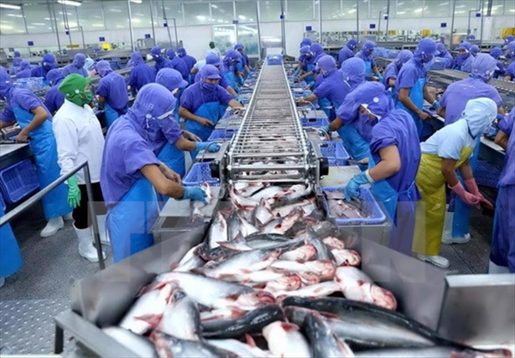 Báu vật dưới nước của Việt Nam: Cán mốc hơn tỷ đô; một doanh nghiệp Việt cung ứng 300.000 tấn/năm- Ảnh 1. Báu vật dưới nước của Việt Nam: Cán mốc hơn tỷ đô; một doanh nghiệp Việt cung ứng 300.000 tấn/năm- Ảnh 1.