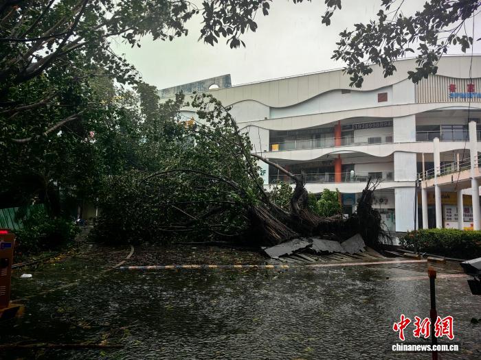 Cảnh tượng kinh hoàng khi bão số 5 (bão Kajiki) đổ bộ Trung Quốc: Cây đổ hàng loạt, giao thông tê liệt- Ảnh 1.